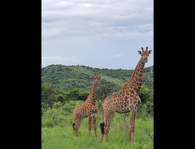 20,000,000M² FARM FOR SALE IN ESTCOURT RURAL